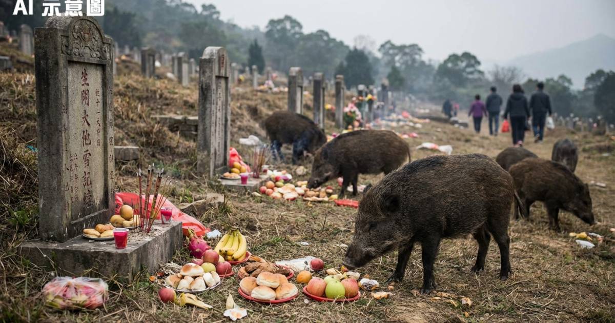 野豬闖墓地食祭品發嘖嘖聲！網民激辯積功德定害動物