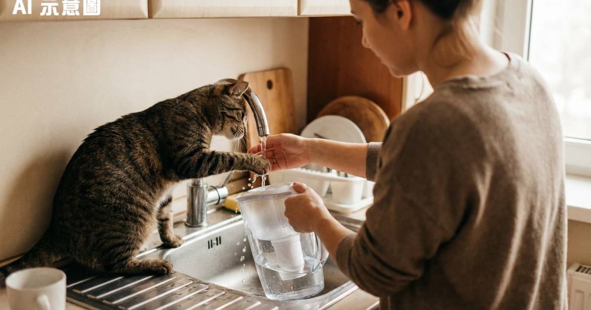台女裝水變人貓大戰！虎斑貓狂伸爪3次得手　網民笑爆：還能喝嗎