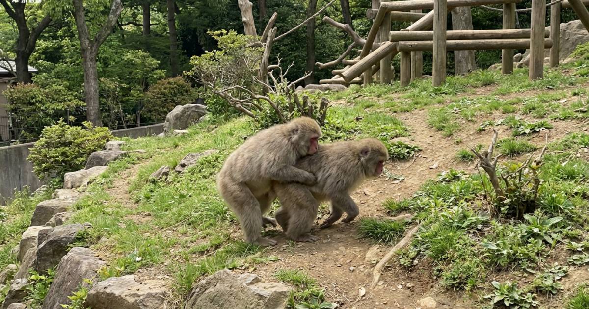 日本動物園驚現「意外」！人氣猴子體重失控累街坊 網民心痛：背到翻車！