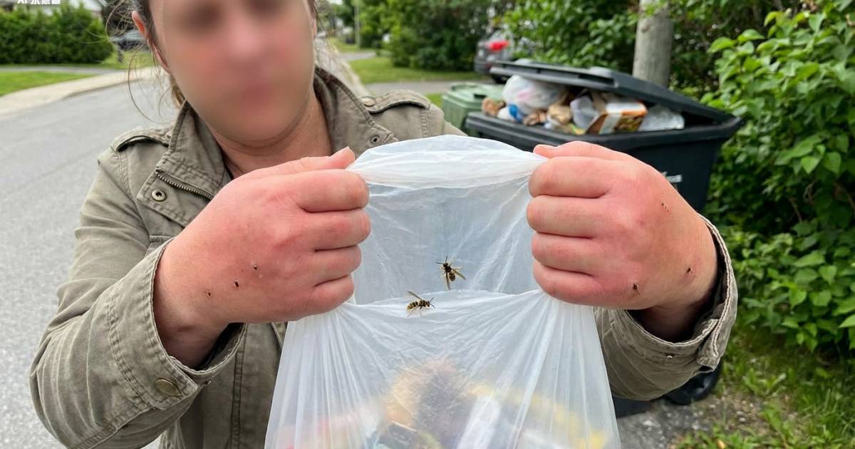 好心放生2隻黃蜂慘遭圍攻！女網民曬「豬蹄手」求安慰 結局竟獲近4萬人鬧爆？