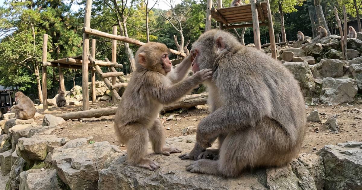 日本驚見「教仔」變互毆？人氣獼猴Panchi一秒反擊嚇呆長輩 網民爆笑：進入叛逆期
