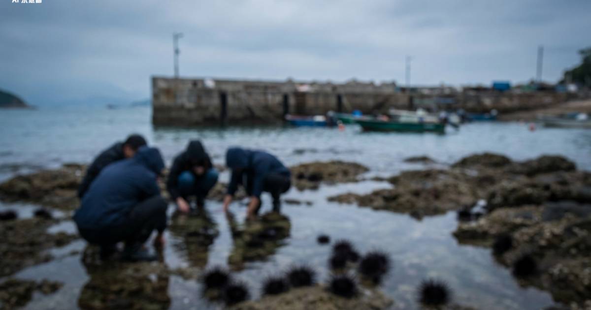西貢淪陷！內地客小紅書曬「免費海鮮」戰績！岸邊生劏20隻海膽 網民揭驚人真相