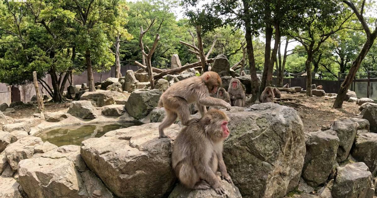 日本百厭馬騮踩姐姐個頭上位！下秒即被長輩猴捉住教訓 網民笑爆：反省咗一秒！