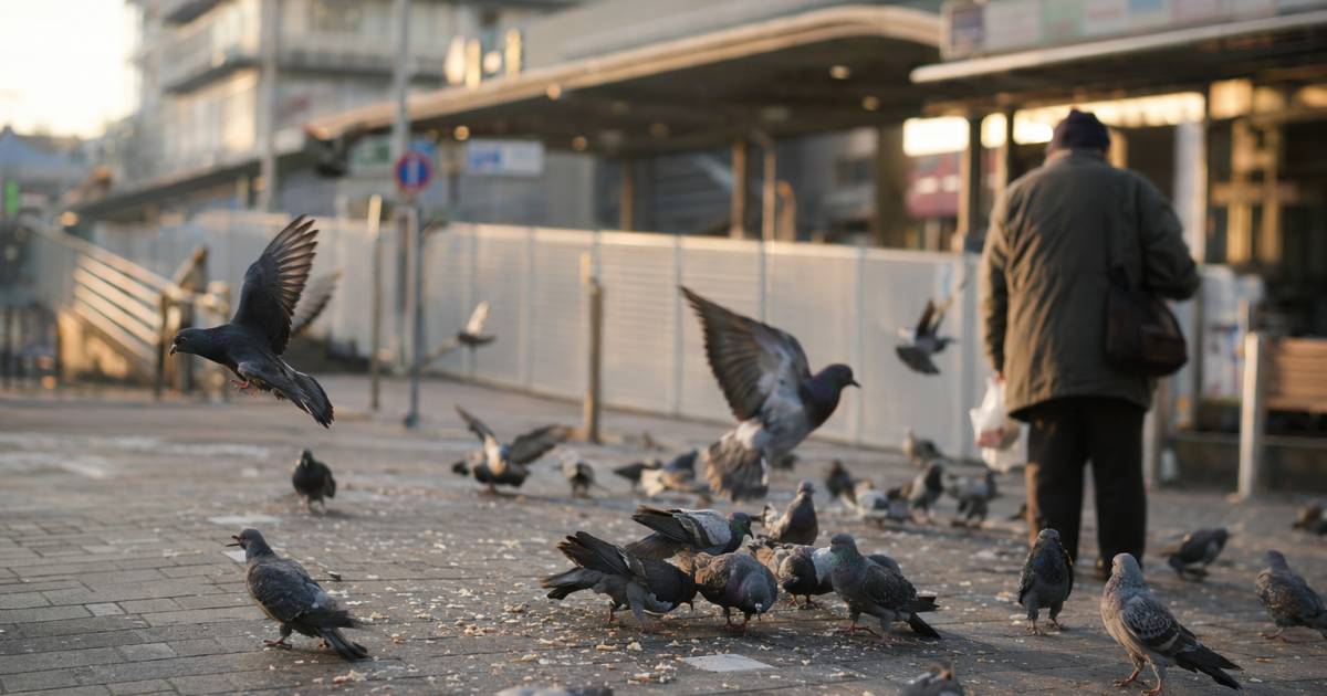 日本首宗餵野鴿案被起訴後僅10日｜記者重返現場揭驚人一幕