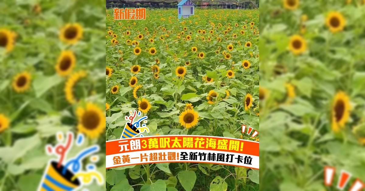 元朗3萬呎太陽花海盛開！金黃一片超壯觀!全新竹林風打卡位