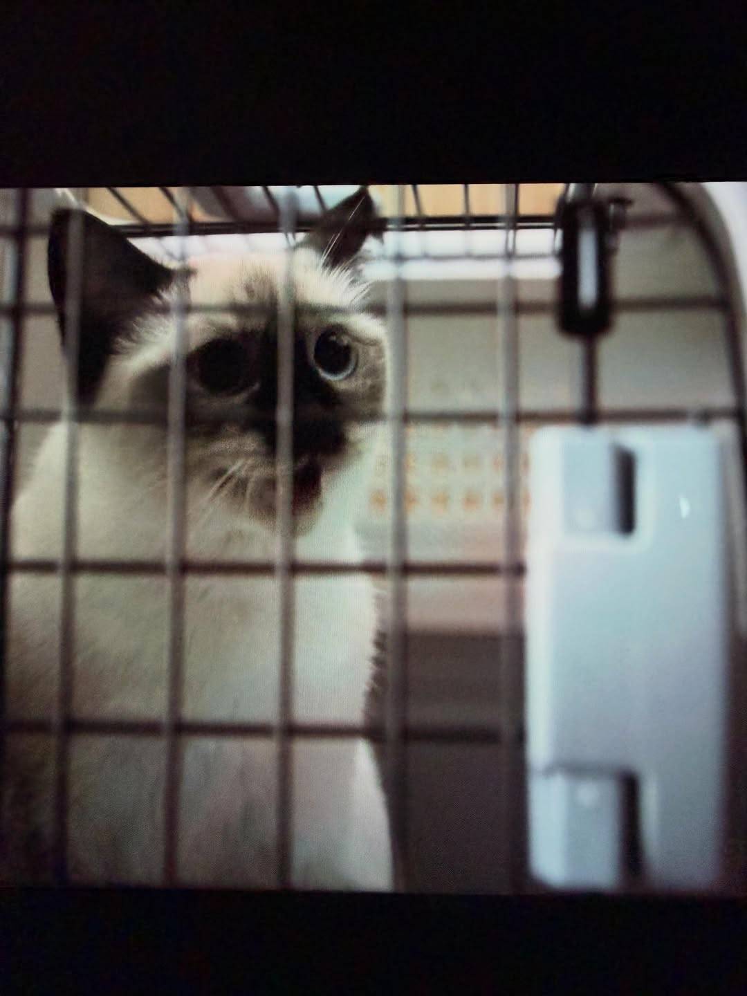 pepe_siam.cat_1779820879_3905741427787540635_72132058017.jpg/raw