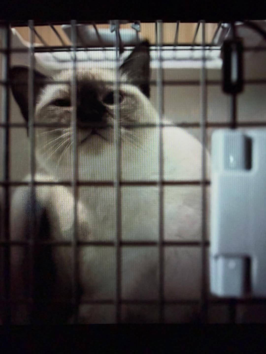 pepe_siam.cat_1779820879_3905741437048528342_72132058017.jpg/raw