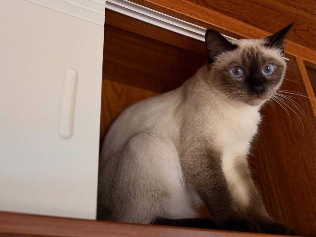 pepe_siam.cat_1779781554_3905412727682608586_72132058017.jpg/raw