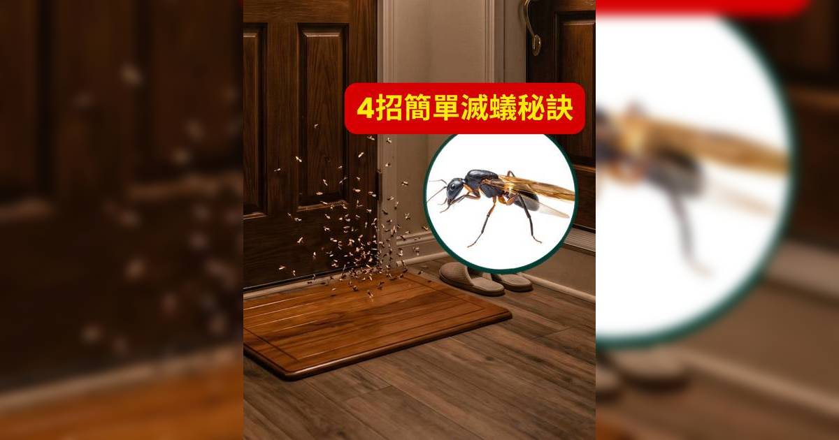 飛蟻｜大雨後成千上萬湧入？專家教你 4 招「滅門」秘訣，家中再也見不到脫翼昆蟲！