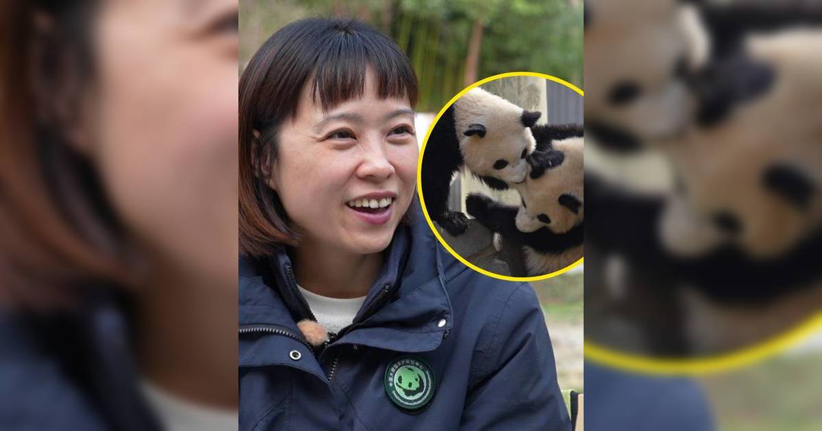 周遊人生｜港產保育員護送大熊貓北上！竟意外促成姻緣紮根四川？