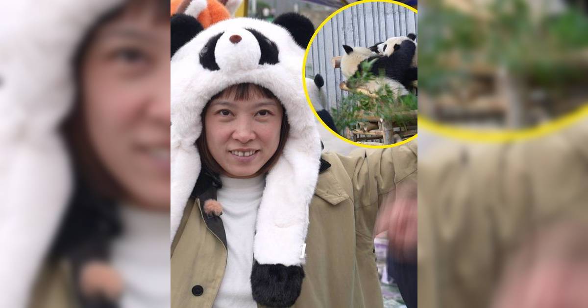 周遊人生｜為催情出動「A片」？保育員揭盈盈樂樂交配失敗內幕！