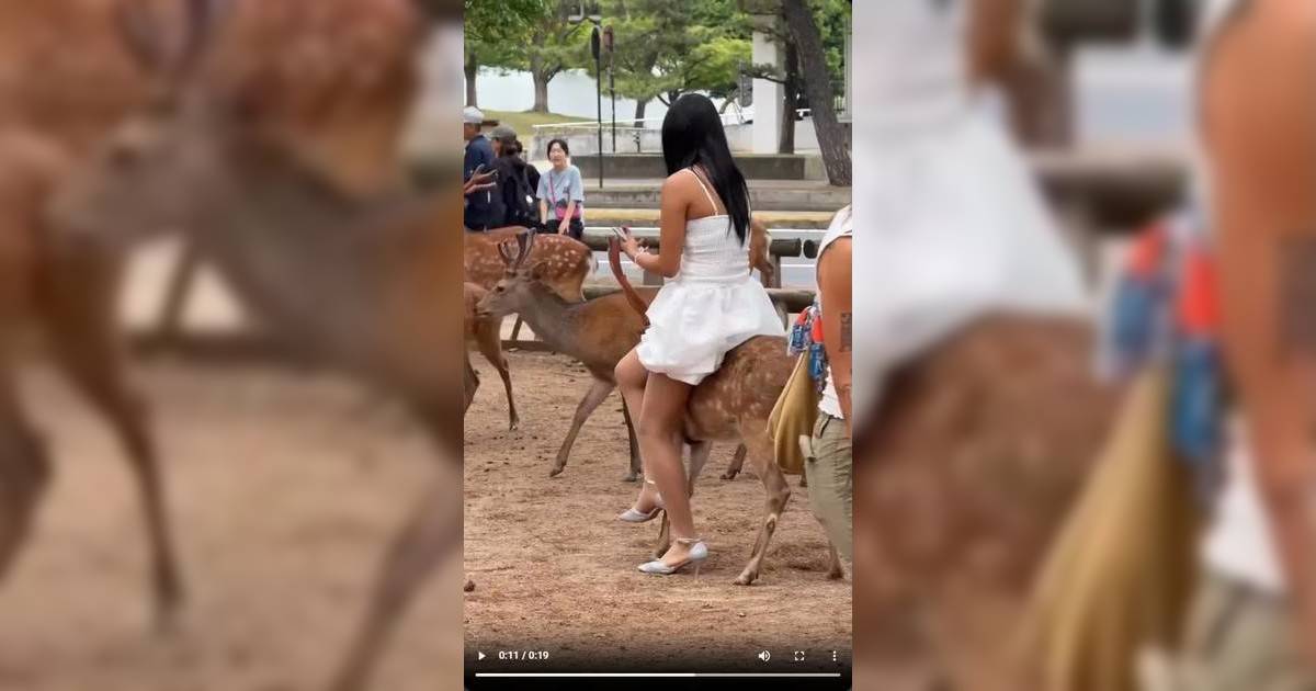短裙女強坐奈良鹿惹眾怒 義工心痛揭小鹿身世：絕不可原諒