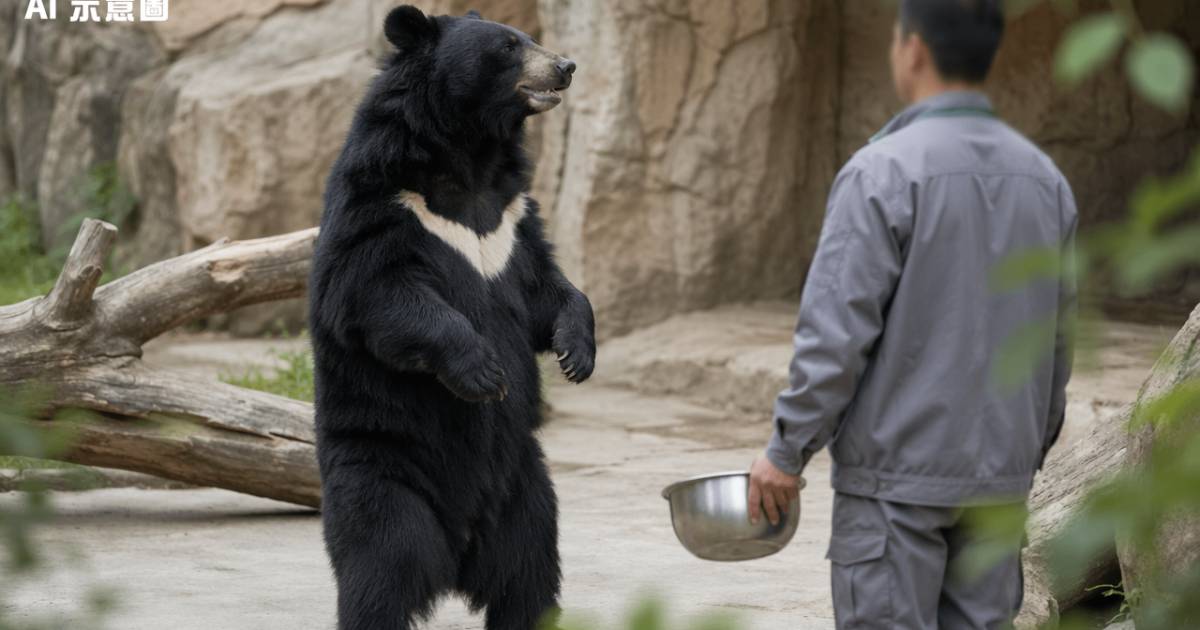 動物園年薪10萬請人扮黑熊「嚴禁說人話」近百人搶爆結果出乎意料