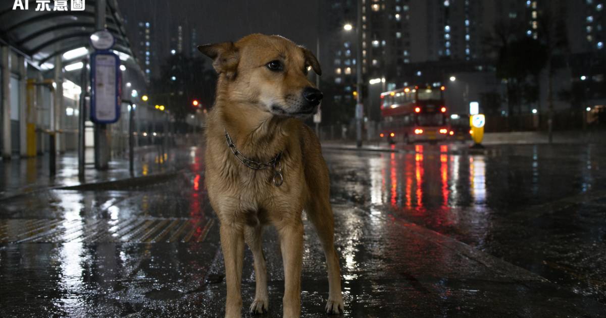 黑雨夜狗狗驚雷走失 街坊帶返屋企發帖後1小時結局暖爆