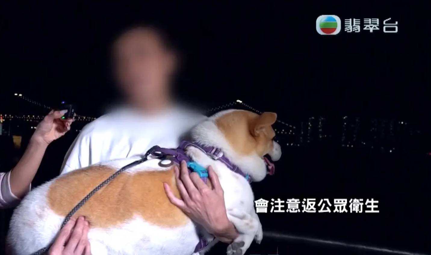 東張西望 深井特糞員 下一集,輪到東張攝製隊出動,直擊特糞員拋狗糞上頂蓋的整個過程。(圖片來源:TVB)