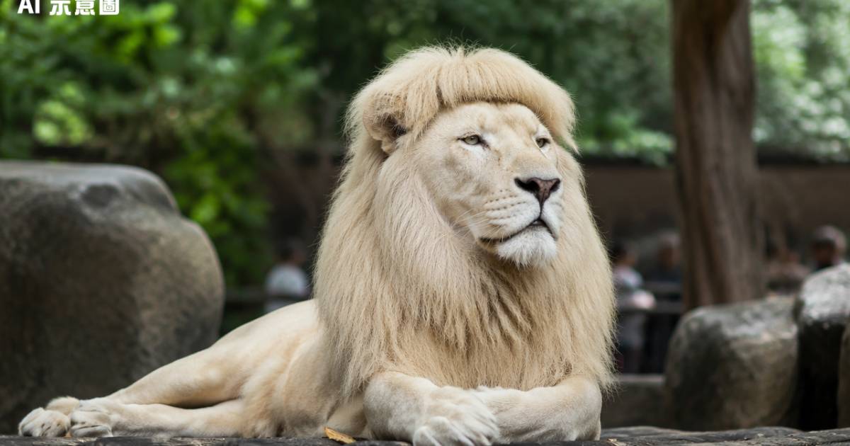 17歲齊瀏海白獅阿杭離世！廣州動物園證實死訊身後事安排曝光