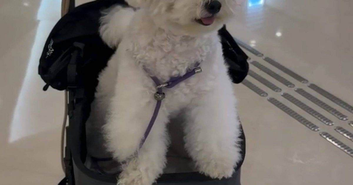 元朗狗咬狗｜4歲比熊犬「薇薇」主人發文悼念 還原事發經過 用盡3個方法都唔鬆口 公開生前最後錄影