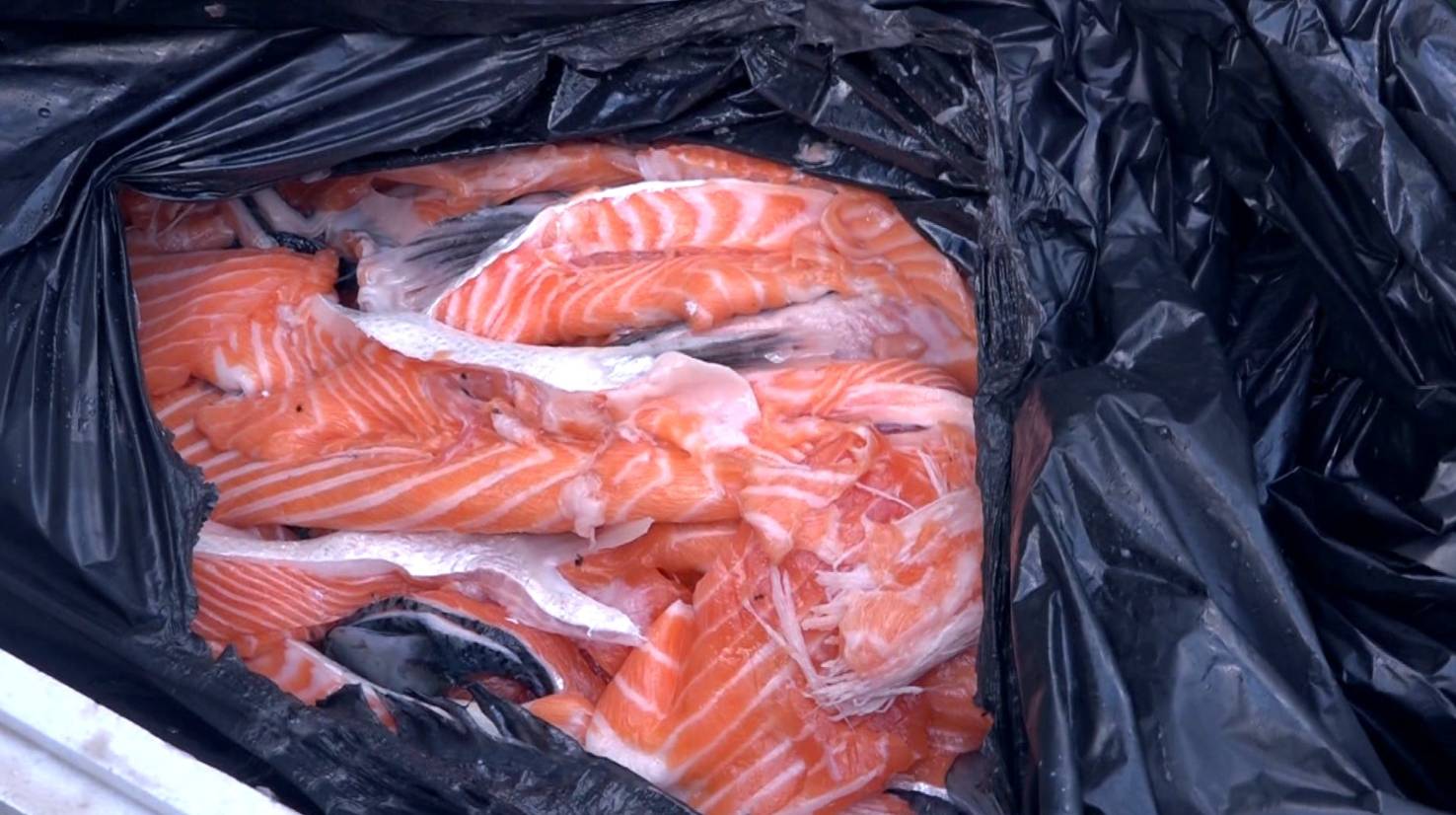 東張西望 食物安全 被丟棄的三文魚是尋寶師奶的目標。(圖片來源:TVB)