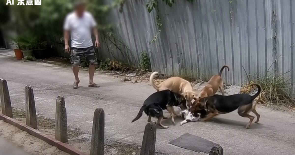 上水4無繩猛犬街頭失控狂咬小貓 狗主全程一舉動令全城鬧爆