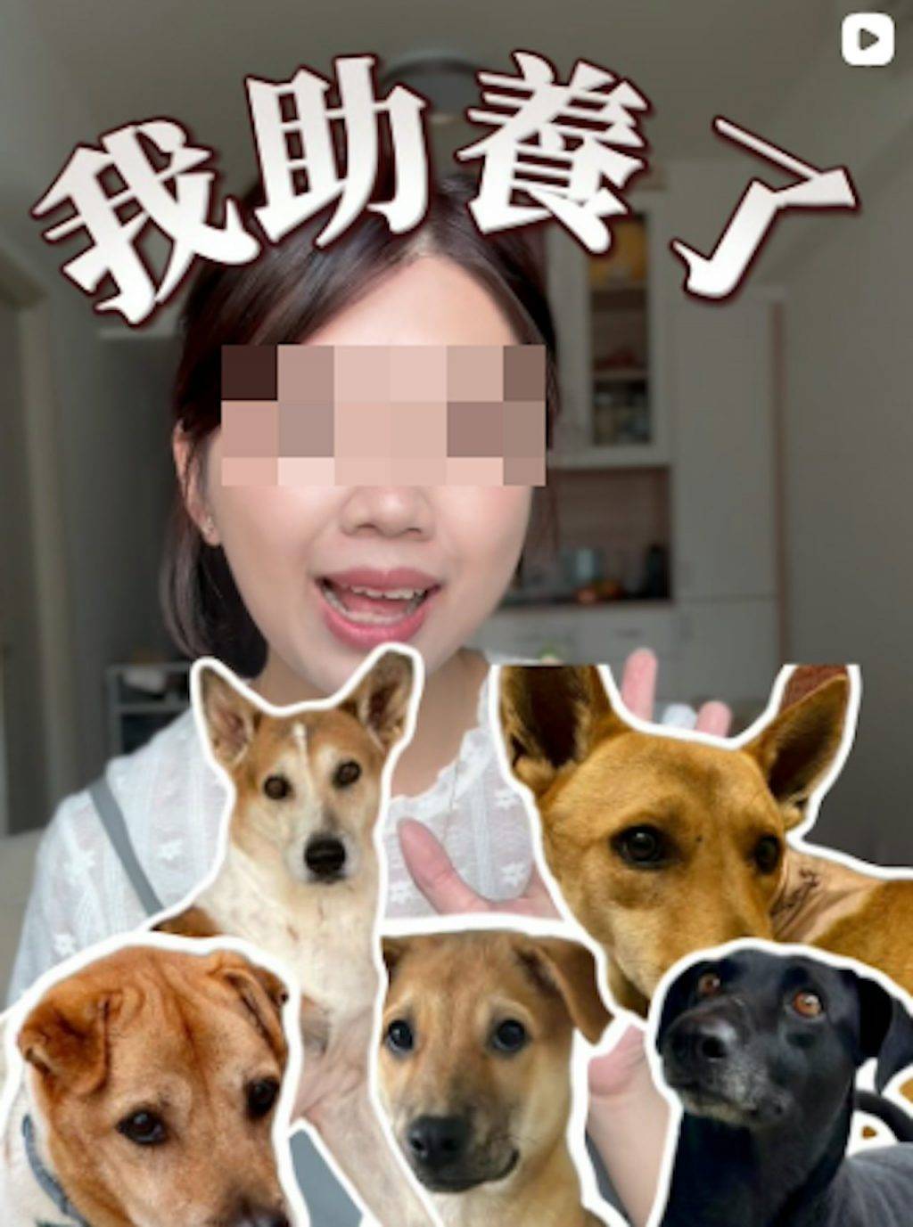 打鼓嶺奪命意外 狗酒店慘劇 (圖片來源:Threads 截圖)