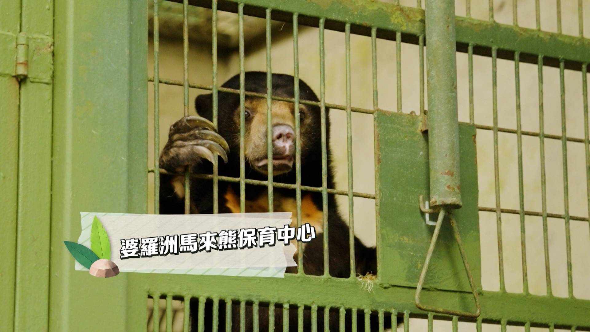 馬來熊 溫馴性情與兇猛外形有反差超級可愛.jpg/raw