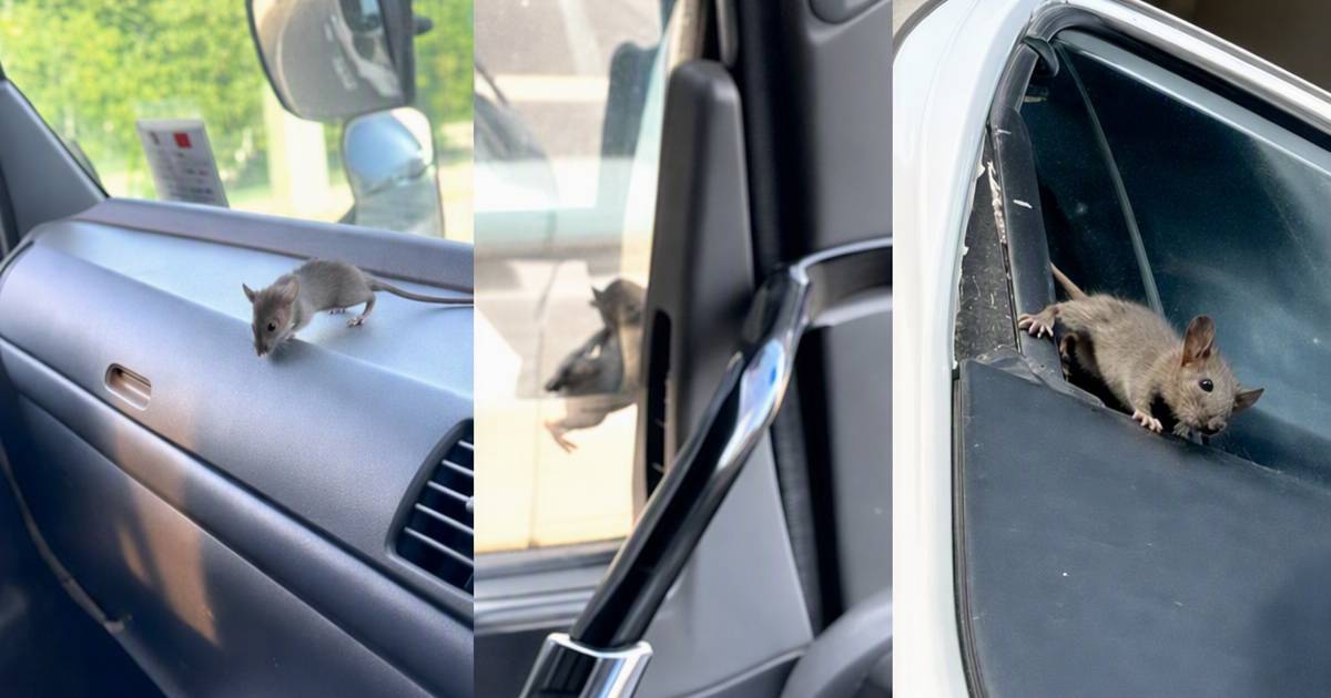 貨車驚現老鼠司機淡定逗玩　一個動作令網民反轉
