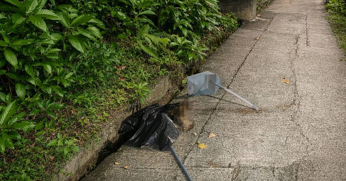 西貢果子貍遭車撞斃｜司機報案竟揭離奇誤會