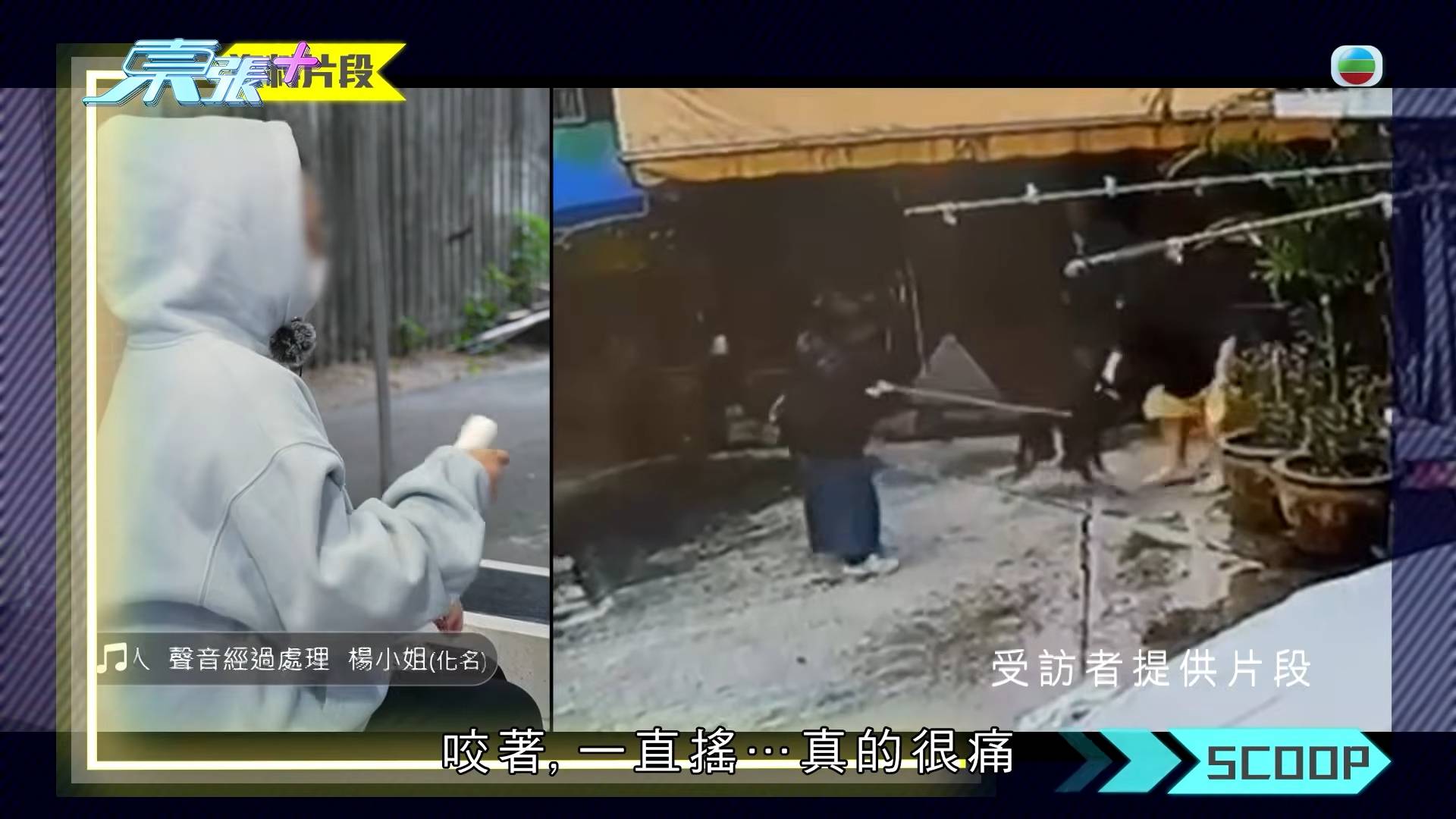 東張西望 惡犬傷人 狗主友人拖着大狗,大狗見事主即撲上前咬實她的手不放。(圖片來源:TVB)
