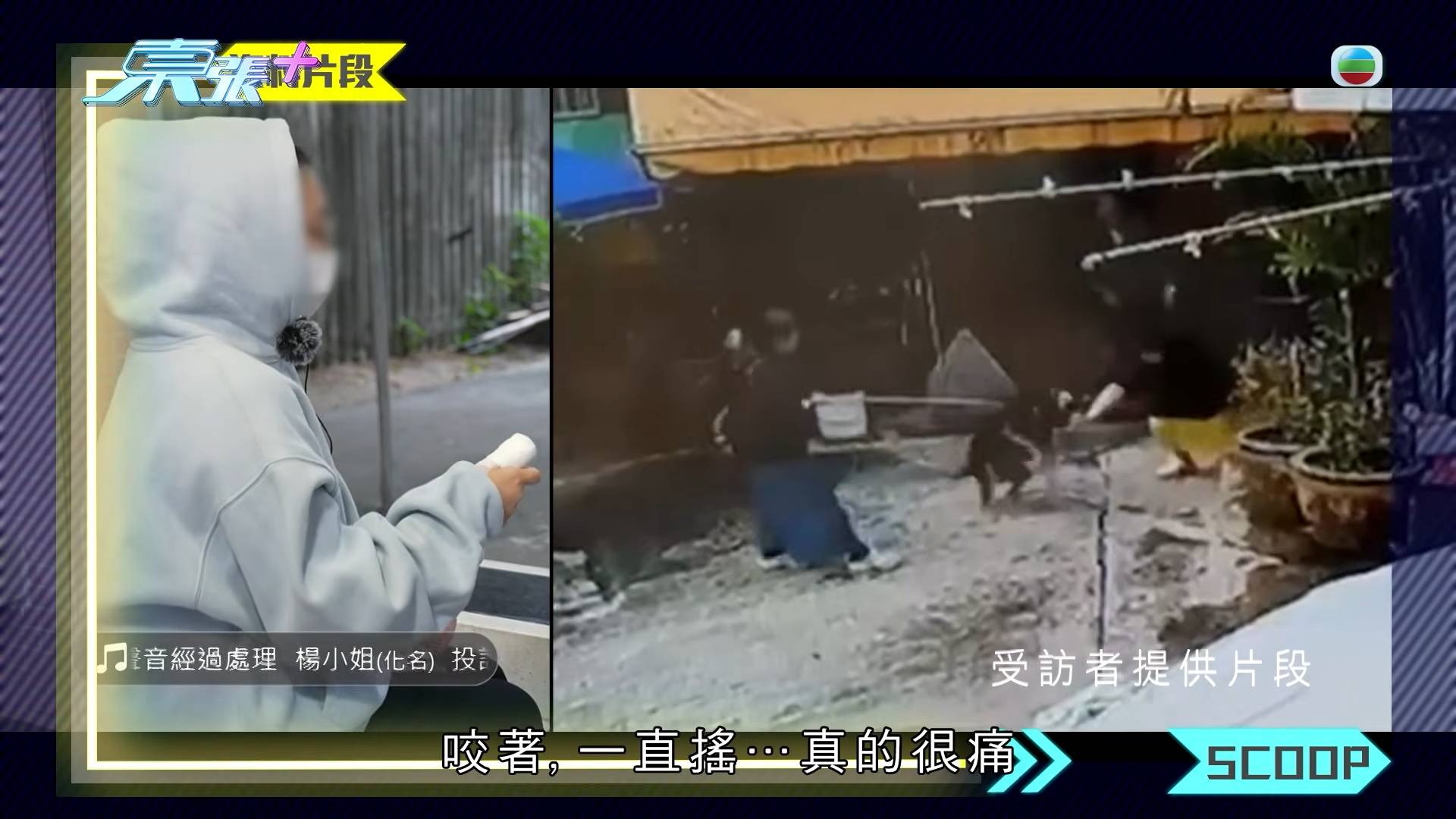 東張西望 惡犬傷人 大狗發狂咬實事主。(圖片來源:TVB)