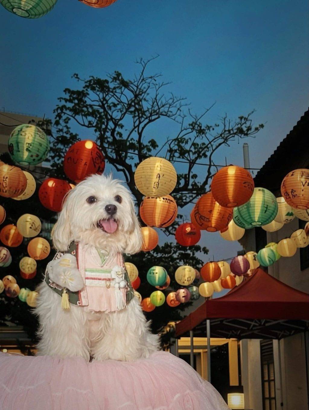 中秋節 (圖片來源:官方圖片)