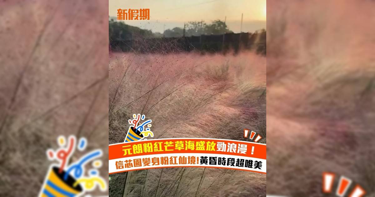 元朗粉紅芒草海盛放超浪漫！信芯園變身粉紅仙境